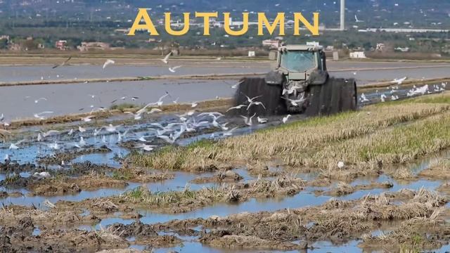 BIRDING ON THE EBRO DELTA, 4 bird watching seasons in 4 minutes! смотреть онлайн