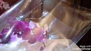 Обзор Новых Орхидей | Покупка Орхидеи на ЮЛА | Претензии не принимаются
