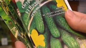Удачные заметки. Как формировать букетные огурцы?