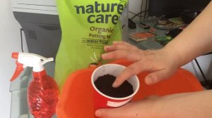 Посев семян сладкого и горького перца. Сажаем перец на рассаду. Как посадить перец.