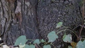 Борьба за орех. Коварная мышь против страшной синицы, а ещё бельчонок.mp4