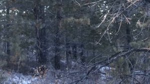 Охота на изюбря с лайками. Закрытие сезона.