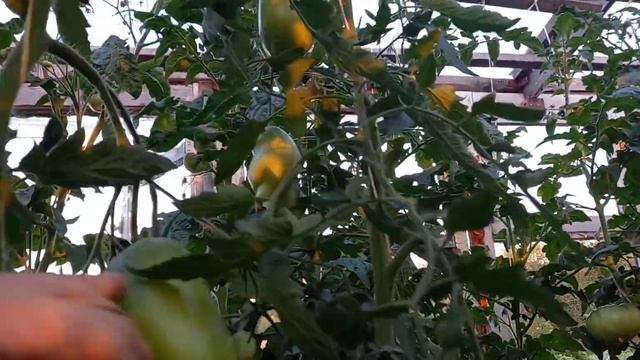 Томат МИНУСИНСКИЕ СТАКАНЫ ОРАНЖЕВЫЕ. Коллекционный сорт.Ярославская обл. смотреть онлайн