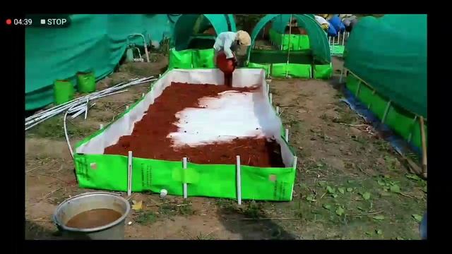 Azolla bed installation guide | azolla cultivation | azolla bed | azolla feed смотреть онлайн