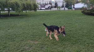 Собачья тусовка. Собака Джек Рассел терьер.