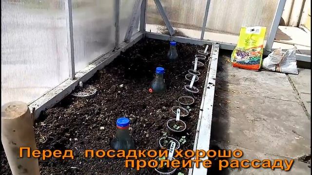 НЕОБЫЧНАЯ ПОСАДКА ТОМАТОВ В ГРУНТ Сибирская мини дачка