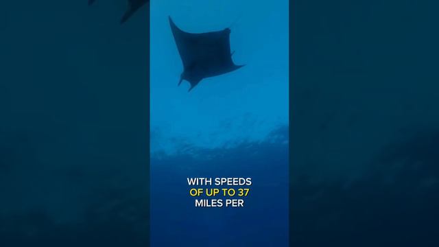 Devil Ray -- Majestic Devil Giants