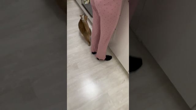 Печенька не выдержала и СОРВАЛАСЬ…эта кошка такая падкая на еду смотреть онлайн