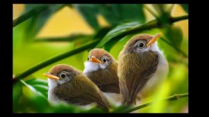 Cumbia de los pajaritos ORIGINAL