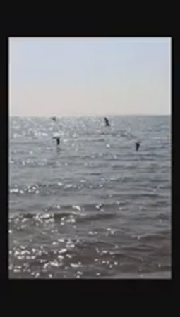 Чайки, море, волны у берега. Звуки природы.  Атмосфера умиротворения и спокойствия.