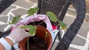 Вырастить Герань Просто и Быстро