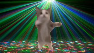 Кот шнапи танцует в разных местах