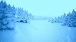 Футаж Зимний лес снег идет Новый год