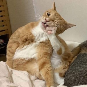 ? КОШКИ 2021 СМЕШНЫЕ КОТЫ И КОШКИ ? ПРИКОЛЫ С КОТАМИ И КОШКАМИ ?Funny Cats 2021?.mp4