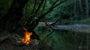 Размножение клематиса черенками в воде