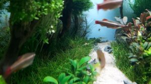 Шикарные домашние аквариумы с живыми растениями. Акварелакс