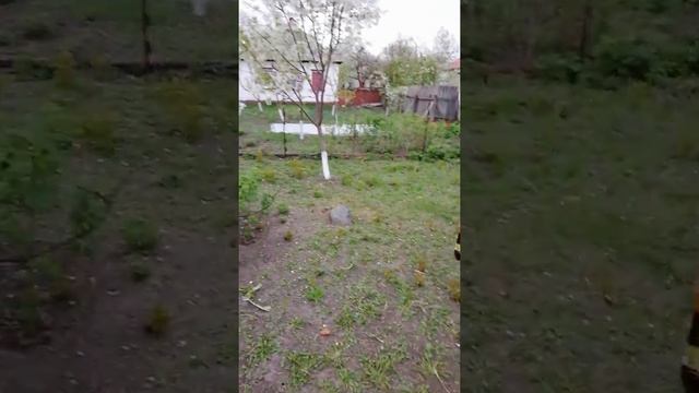 Груша Червонобока смотреть онлайн