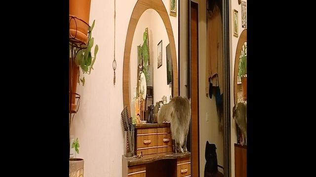 Филя такой забавный возле зеркала.#cat