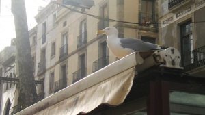 Gaviota En Las Ramblas