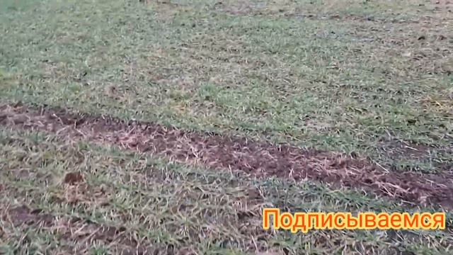 обзор озимой пшеницы