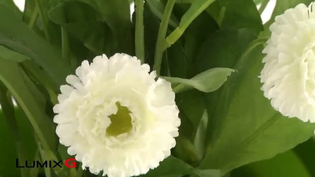 Lumix G5: Pin -- zaostření dle příručky Focus (MF) assist смотреть онлайн