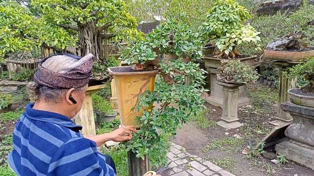 Bonsai Bali Memulihkan Programan Bonsai Ficus Coreana /Bonsai Bali Restores Ficus Coreana Bonsai смотреть онлайн