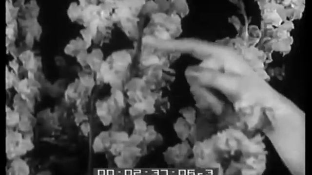 24° mostra internazionale dei fiori смотреть онлайн