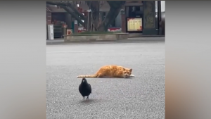 Настоящие хищники!