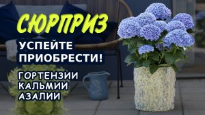 Роскошные саженцы гортензии метельчатой, кальмии, азалии...