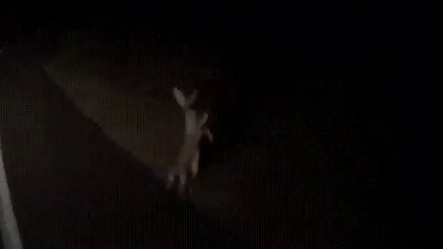 Два зайца подрались смотреть онлайн