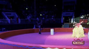 Грандиозное цирковое шоу в Спорт Холле Колизей