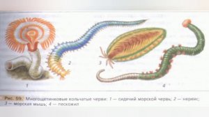 Краткий пересказ §17 Тип Кольчатые черви. Класс Многощетинковые черви. Биология 7 класс Константино