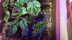 Укореняю Бегонию Грифон- часть 2 #бегония#грифон#укореняю#листиком#новосибирск#