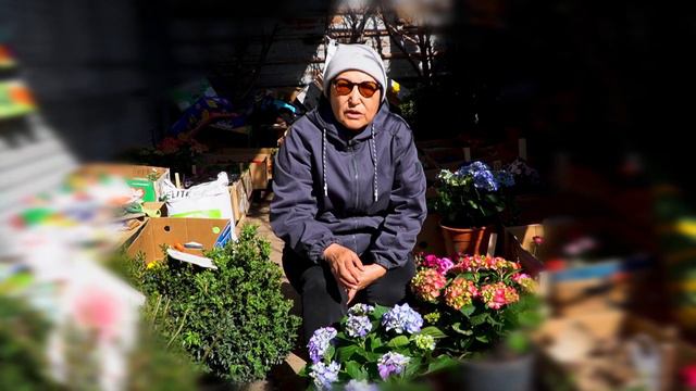 Гартензия гүлі смотреть онлайн