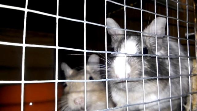 Дегу изображает бабочку))))) смотреть онлайн