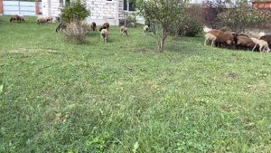 Чем заболела овца ? Опухло Область горла