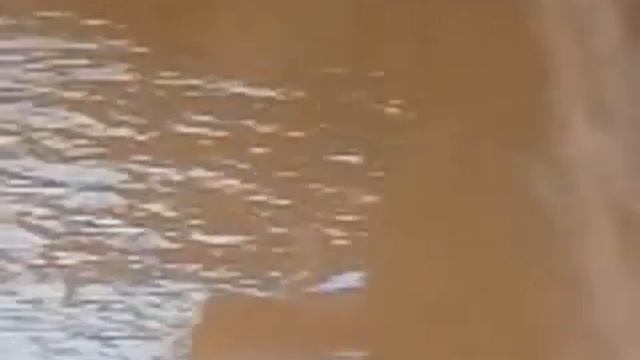 НУРЕЕВ- УЖЕ ...ПАДАЮТ ЛИСТЬЯ И СКОРО Я УСЛЪШУ ЗИМНЮЮ ПЕСНЮ...... смотреть онлайн