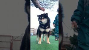 Сиба ину и дети