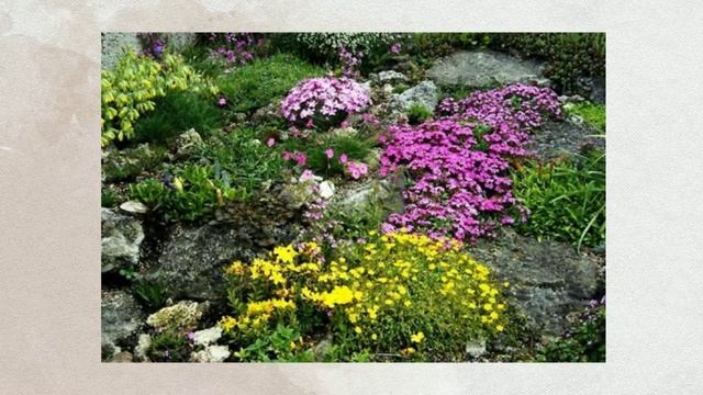Цветы для альпинария