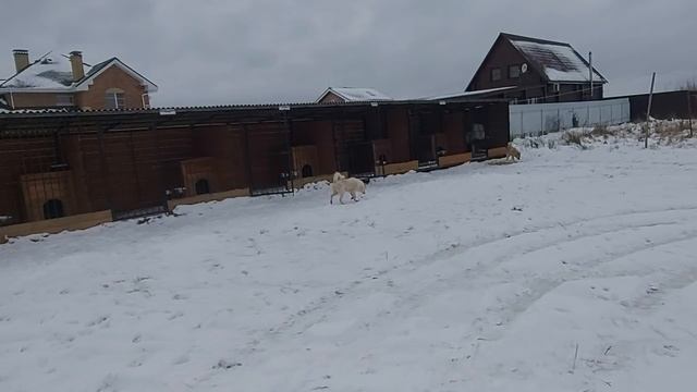 О лайках перед охотой
