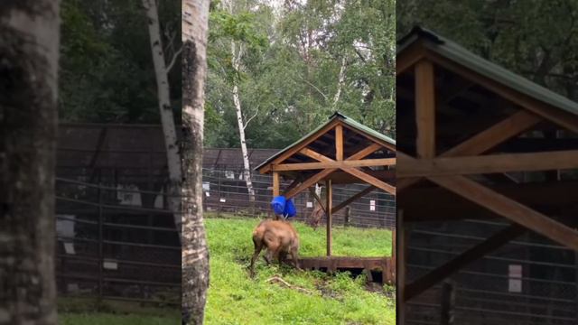 Изюбрь Василек испытвает свои окостеневшие  на прочность.