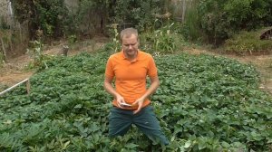 Как увеличить урожай батата?