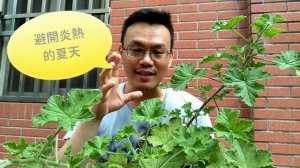 我愛香草：尼克教你認識玫瑰天竺葵Geranium它的基本栽培照顧須知 How to grow Geranium