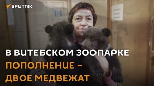 Мама бросила двоих медвежат, теперь они живут в Витебском зоопарке