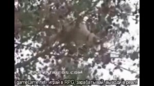 Бессмертные коты и кошки. Падения с большой высоты.