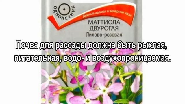 Маттиола двурогая