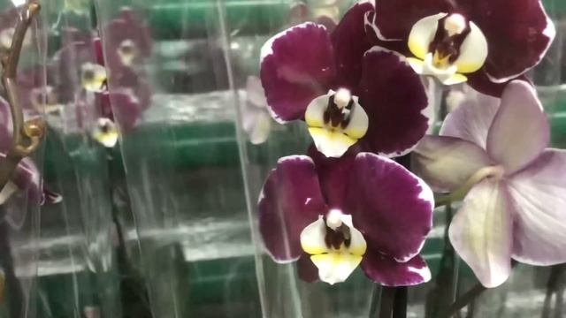 Обзор Орхидей (садовый центр Одесса) смотреть онлайн