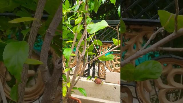 Grafted Hibiscus/gudhhal Plant  Flowering.