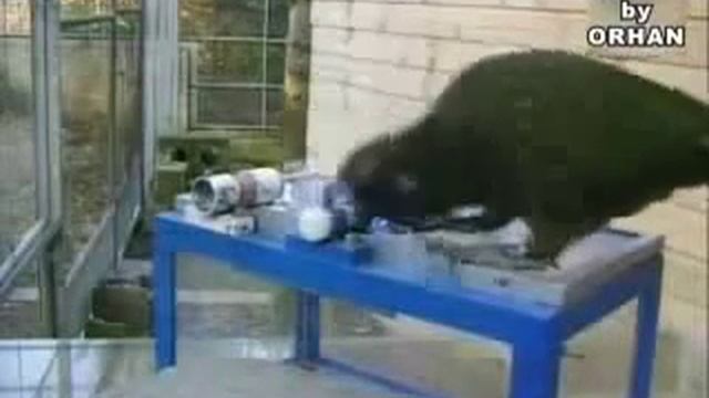 попугай с интеллектом человека swf смотреть онлайн