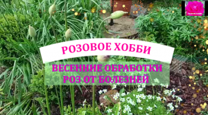ЛЕЧИМ РОЗЫ ОТ БОЛЕЗНЕЙ